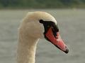 06 08 07 Miedwie_14